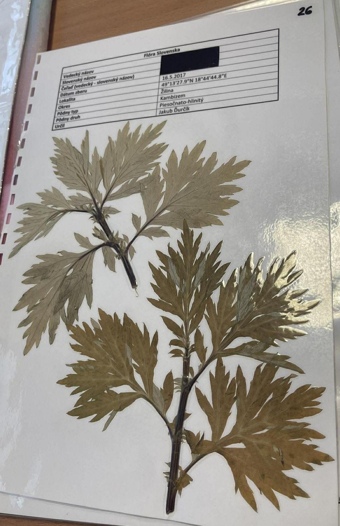 Rastlina Artemisia vulgaris